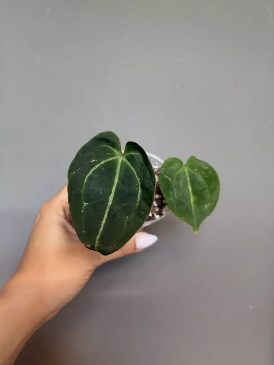 Anthurium Magnificum Hybrid thumbnail