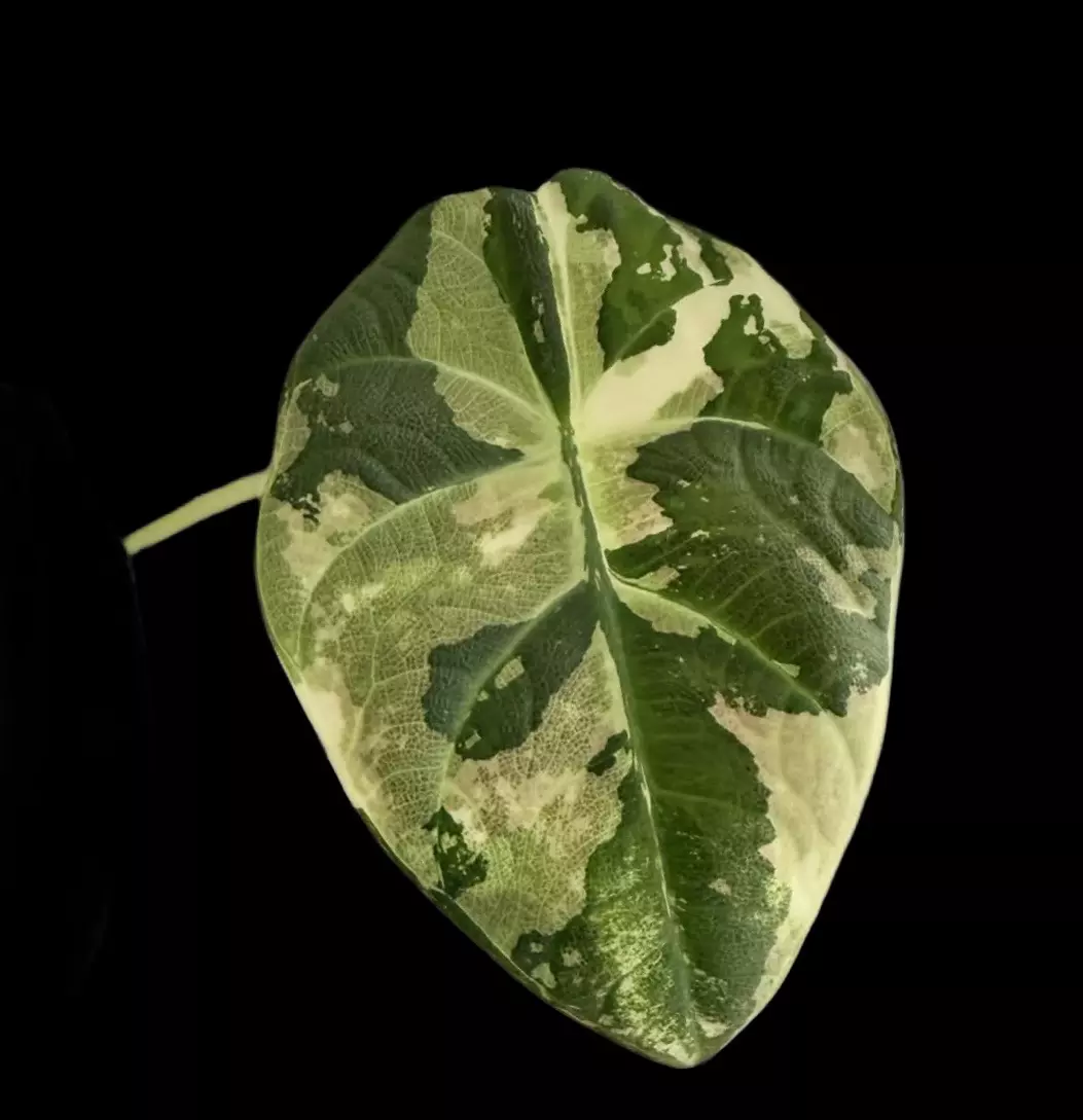 Maharani Albo Pup (B) thumbnail