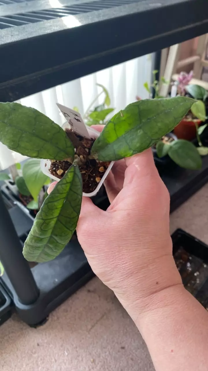 Hoya Finlaysonii thumbnail