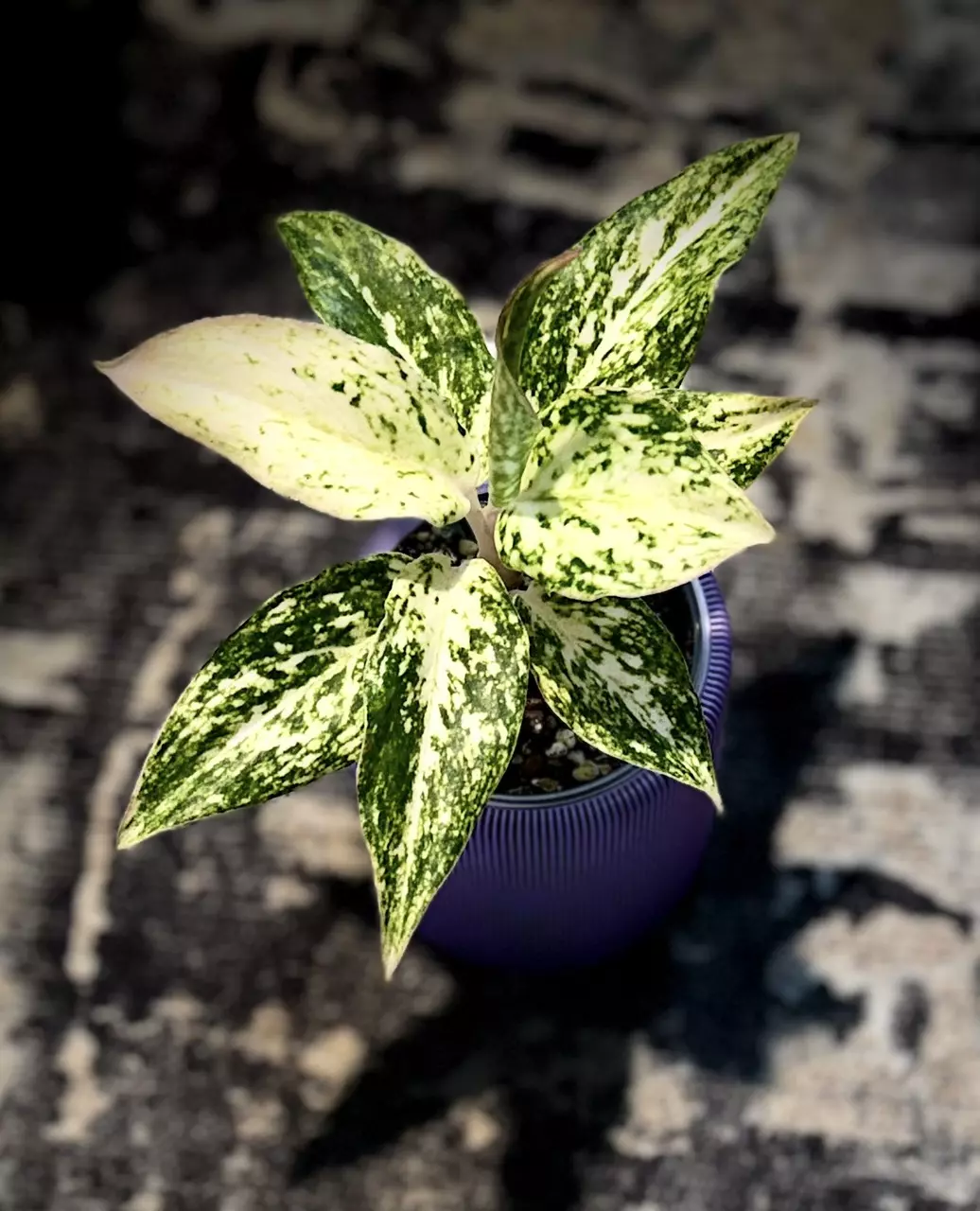 Aglaonema galaxy thumbnail