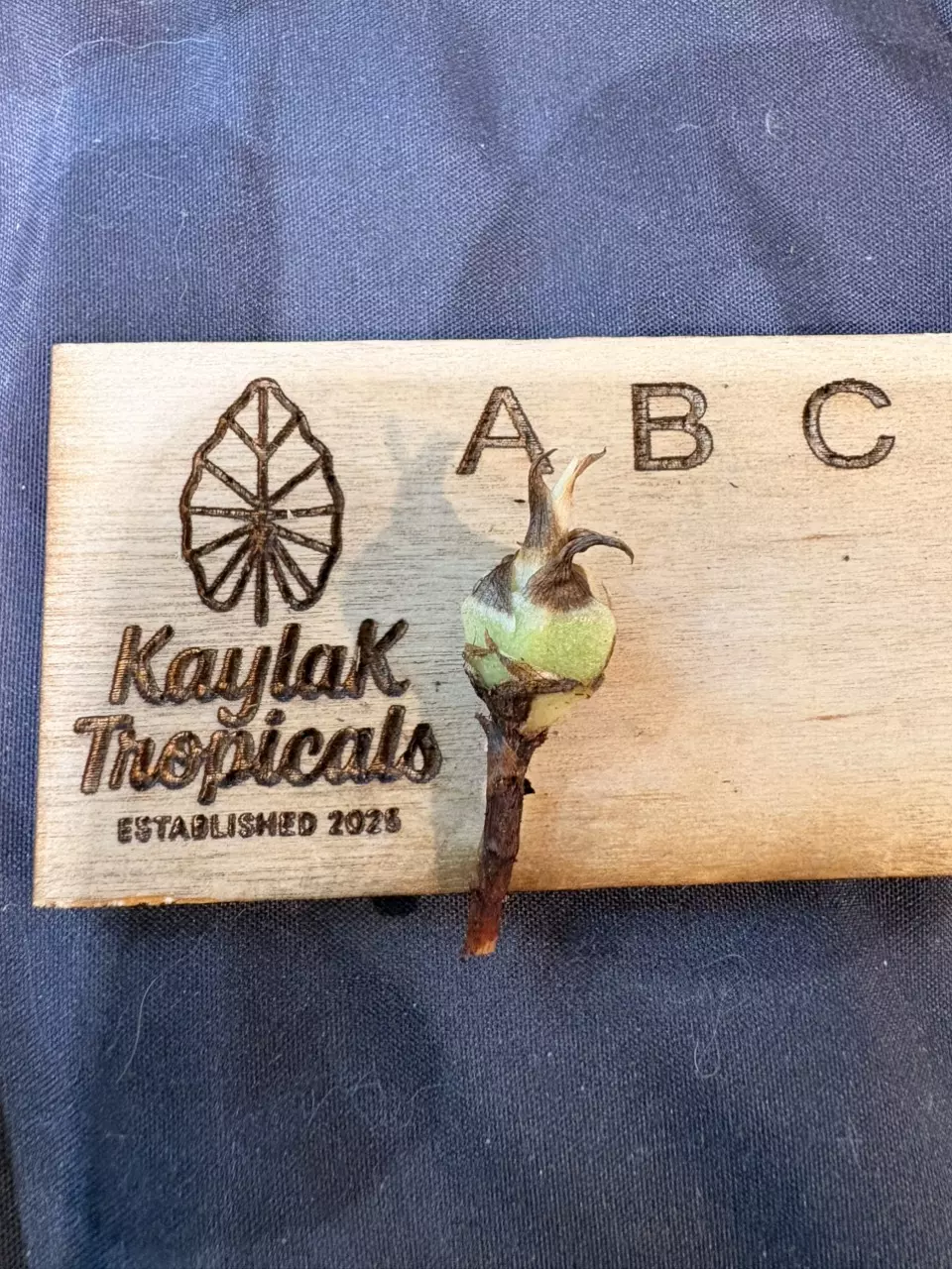 Green unicorn CORM thumbnail