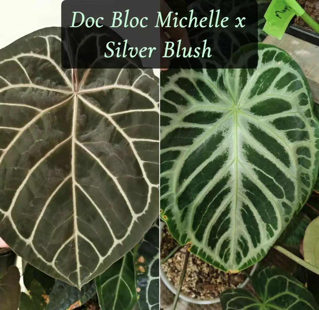Anthurium Doc Bloc Michelle x Silver Blush thumbnail