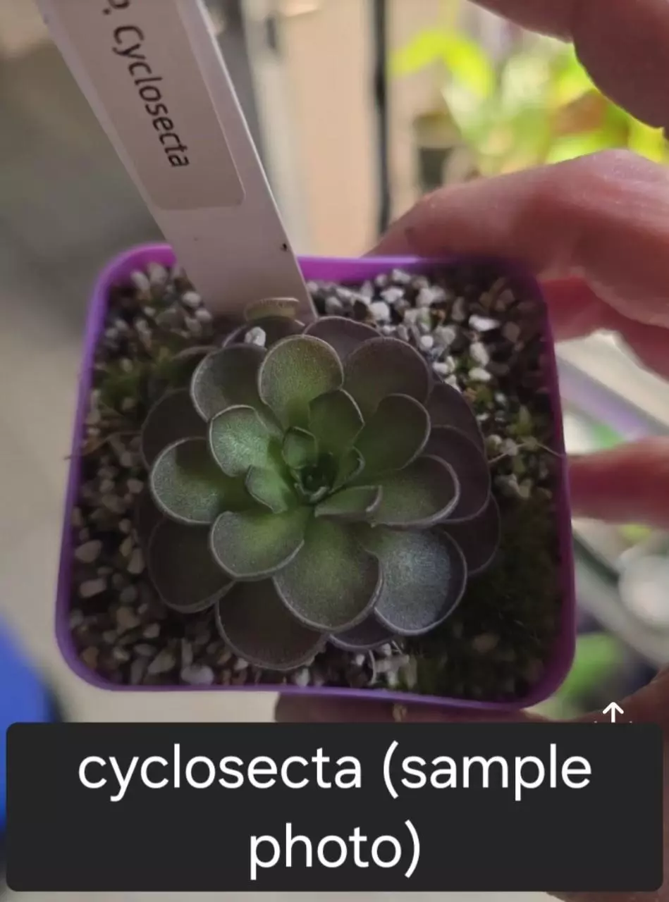 Ping Cyclosecta thumbnail