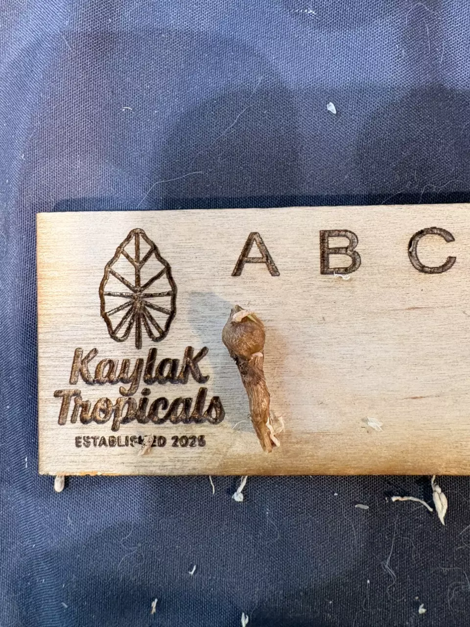 Clypeolata CORM thumbnail