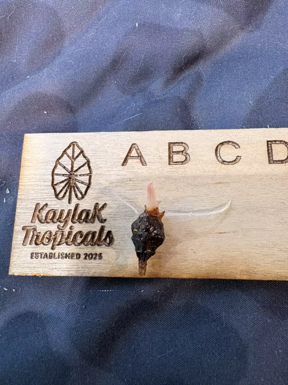 Pink Azlanii sprouted/rooted CORM thumbnail