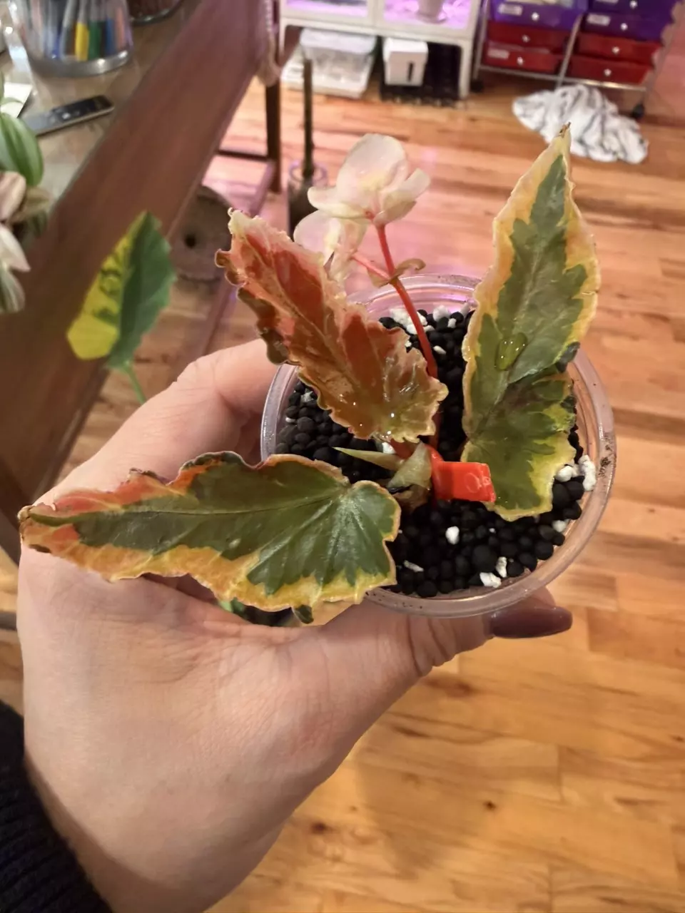 Begonia Dainty Spray thumbnail