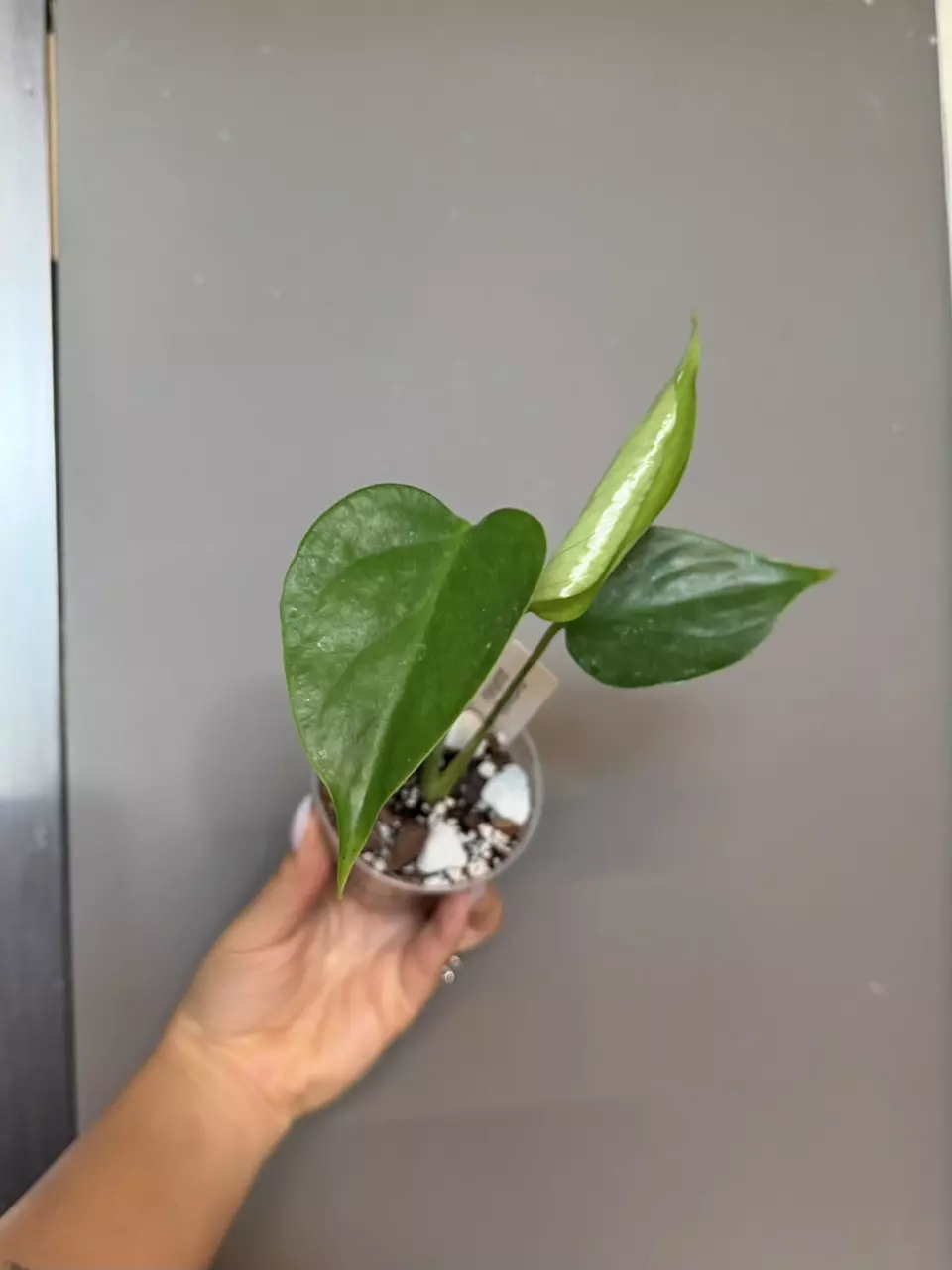 Monstera Sierrana thumbnail