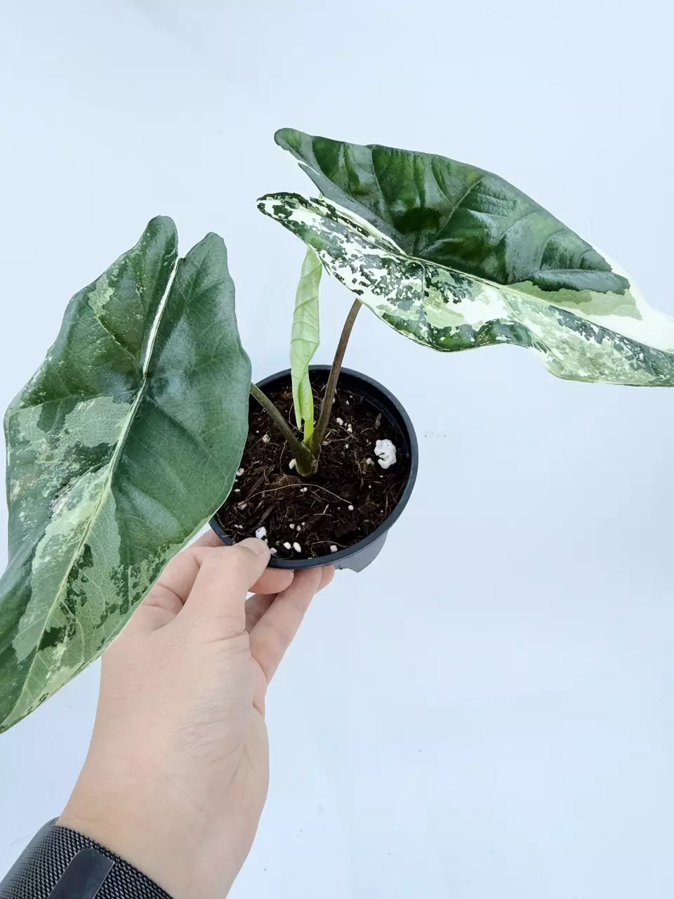 Alocasia 'Simpo' variegated (Albo) thumbnail
