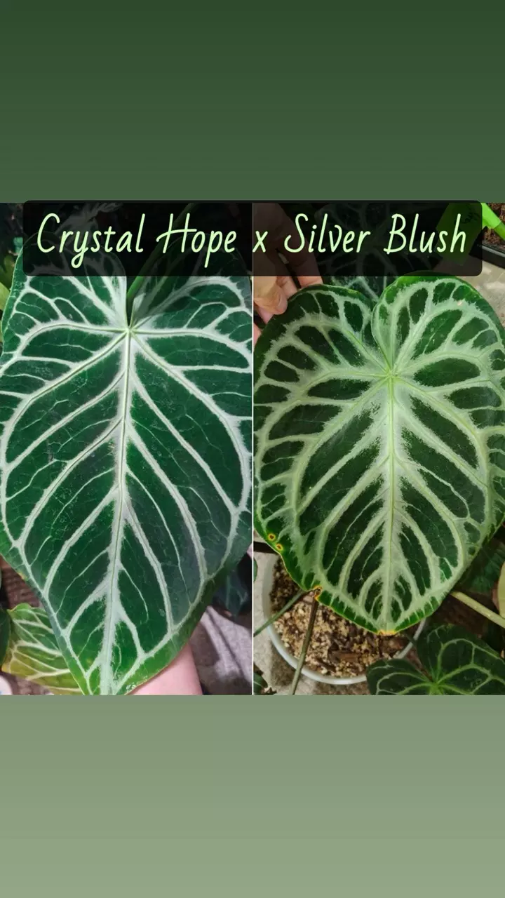 Anthurium Crystal Hope x Silver Blush thumbnail