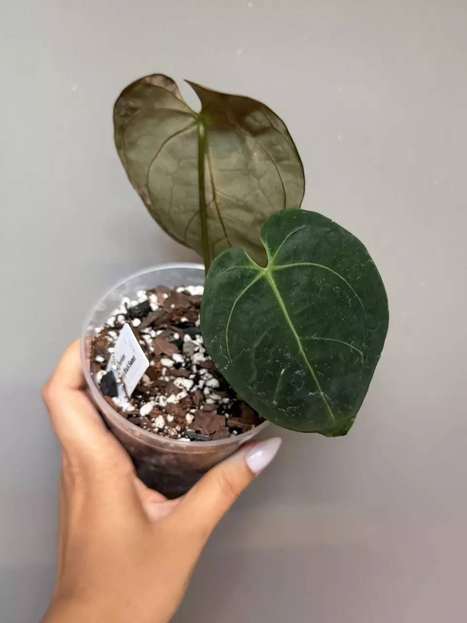 Anthurium Dressleri x Black Sweet thumbnail