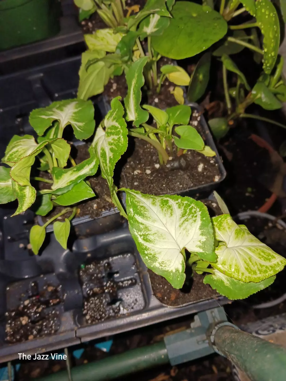 Syngonium randy thumbnail