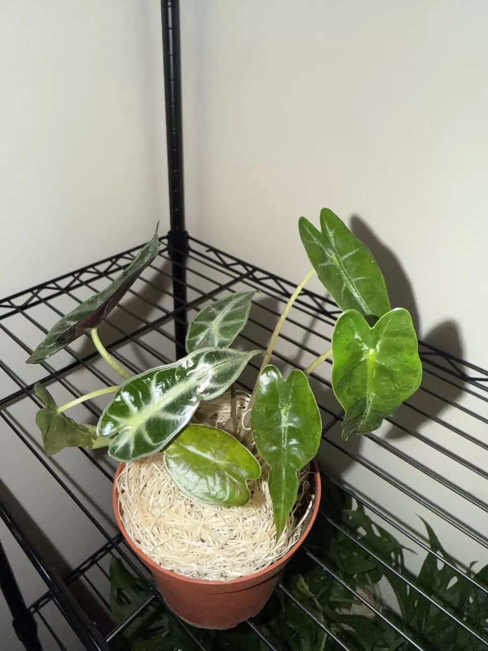 Alocasia Bambino thumbnail