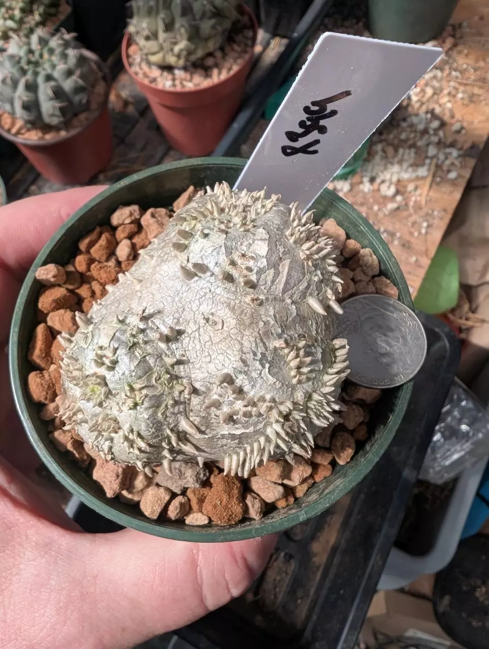X399 pachy brevi 3.5" pot thumbnail