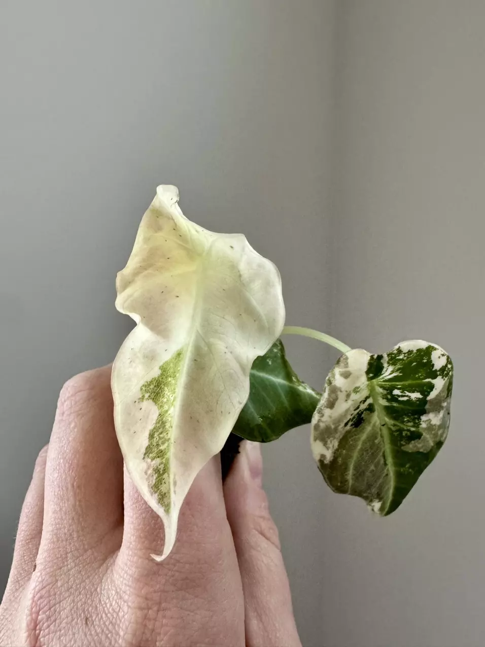 Alocasia Black Velvet Pink High color thumbnail