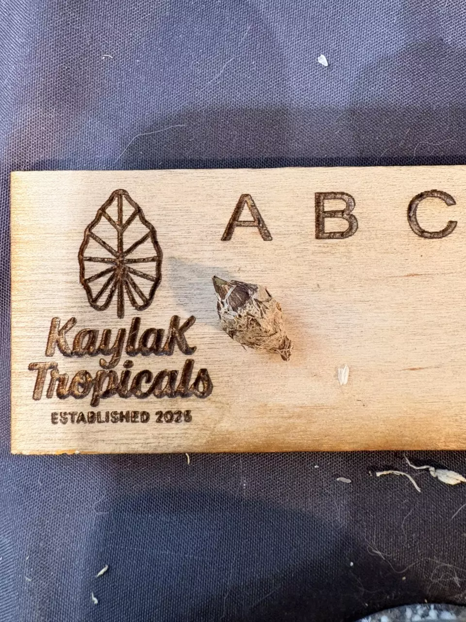 Longiloba Creamy CORM thumbnail