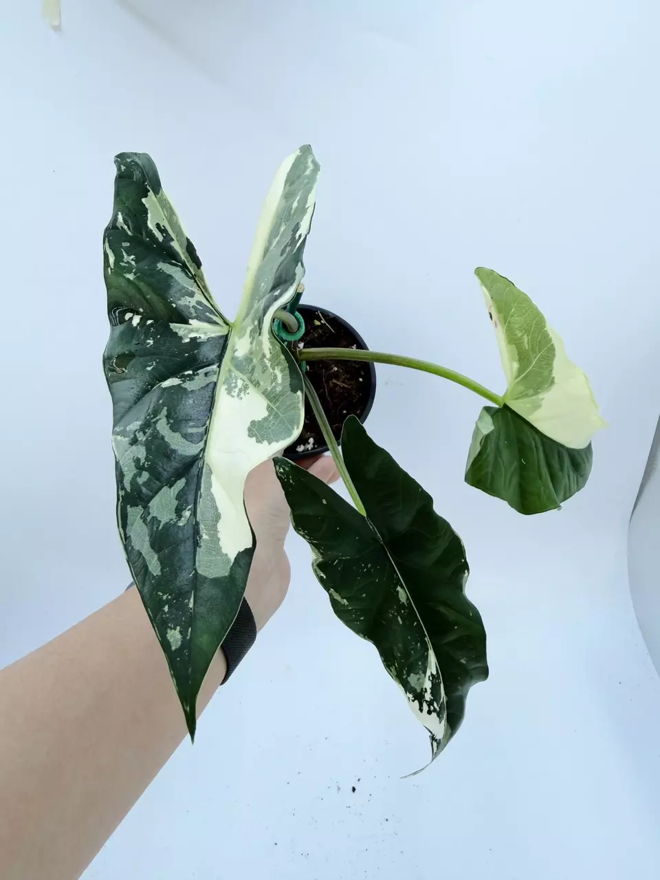 Alocasia 'Simpo' variegated (Albo) thumbnail