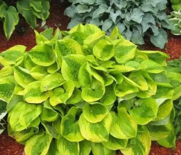 Hosta summer breeze thumbnail