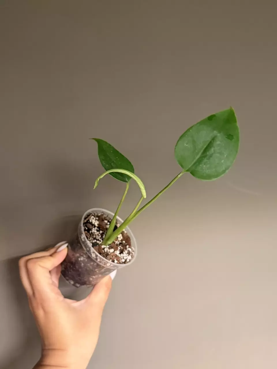 Monstera Sierrana thumbnail