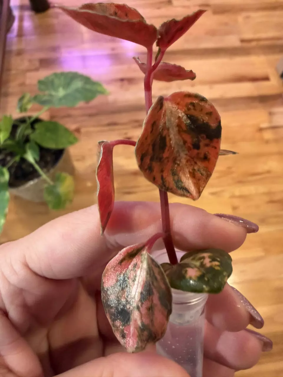 Highest color Peperomia Orange Creme Brûlée thumbnail