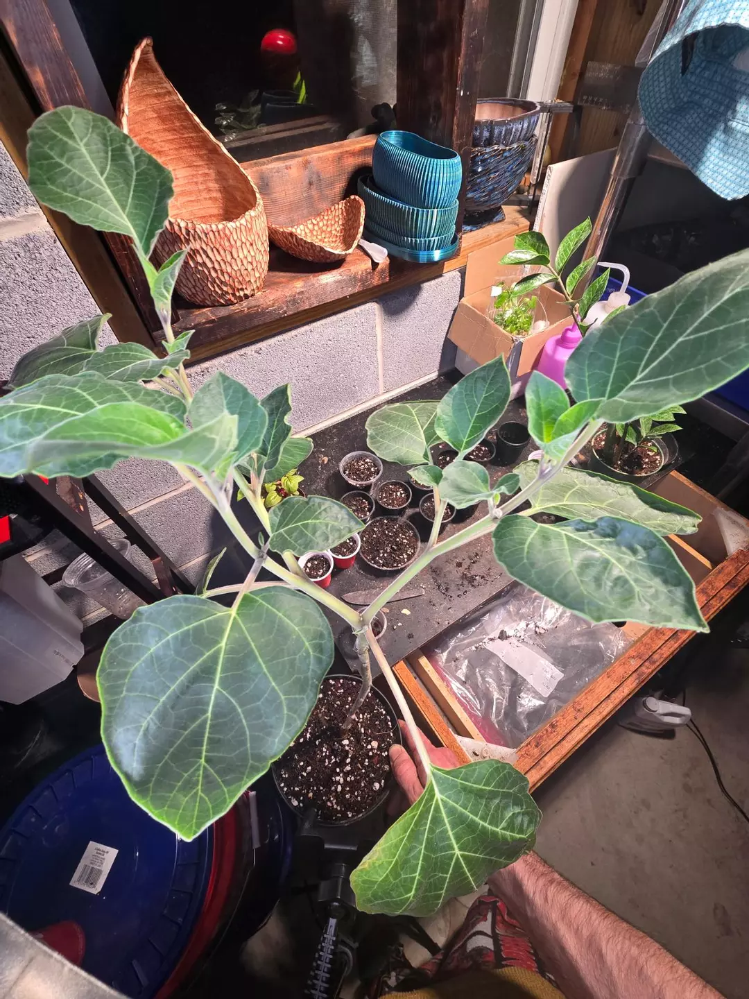 Fully rooted angel moon trumpet GC thumbnail