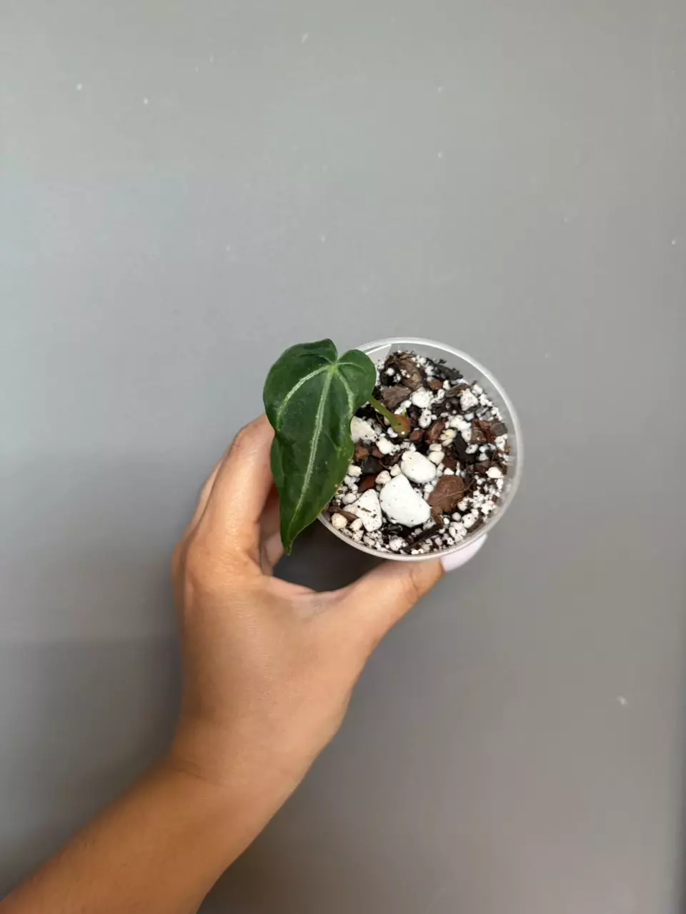 Anthurium Magnificum Hybrid thumbnail