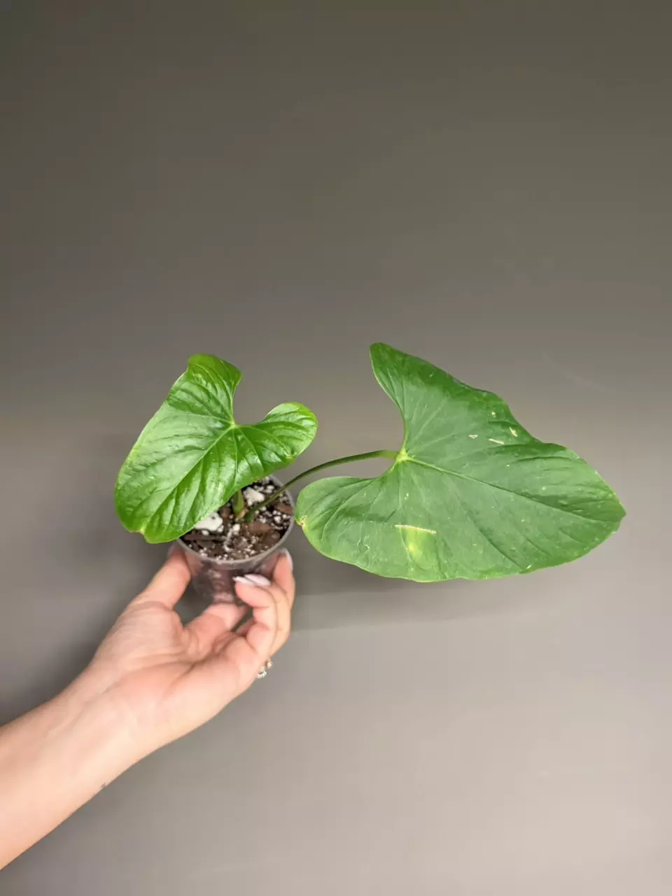 Anthurium Xone x Green Mamba thumbnail