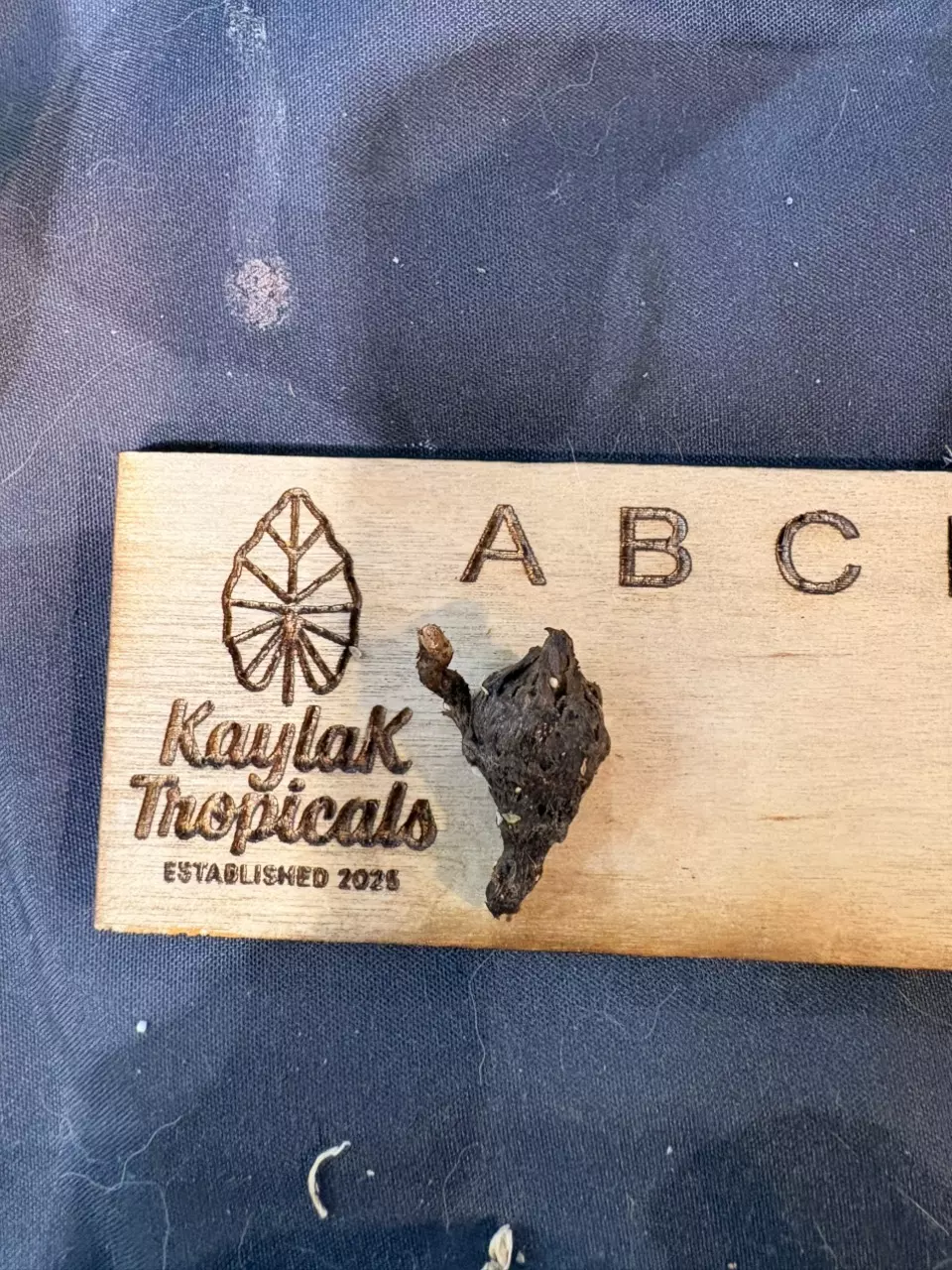 Aurea Pseudo Revert CORM thumbnail