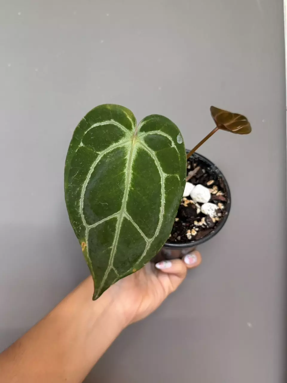 Anthurium NoID thumbnail