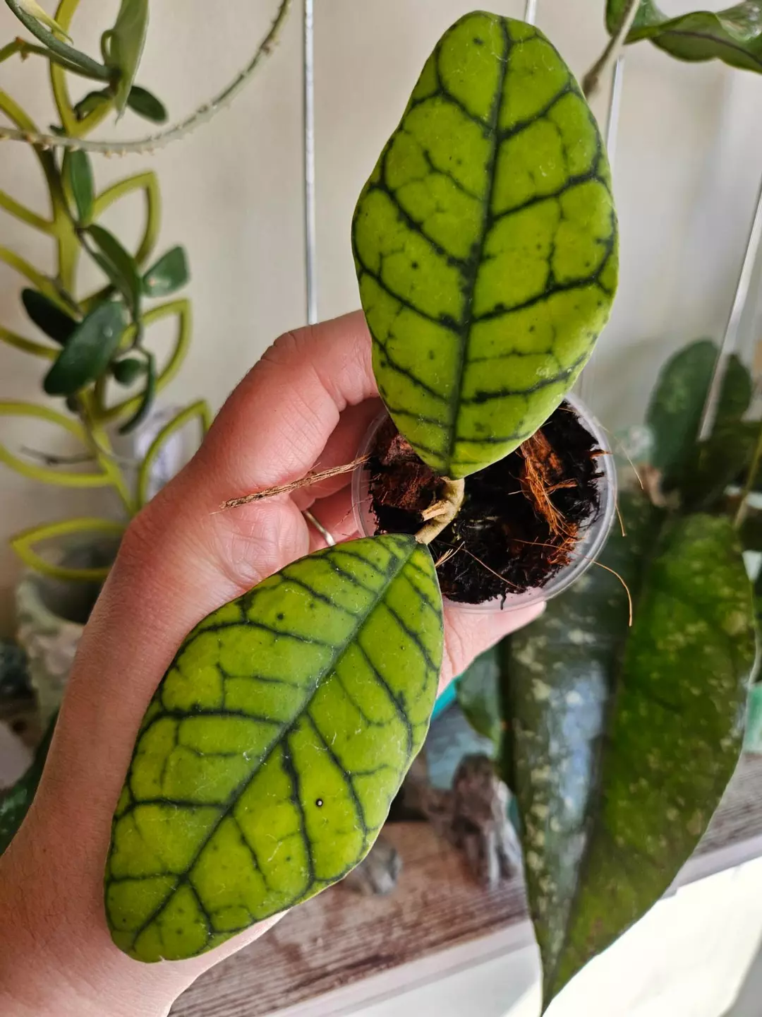 Callistophyla Kalteng thumbnail