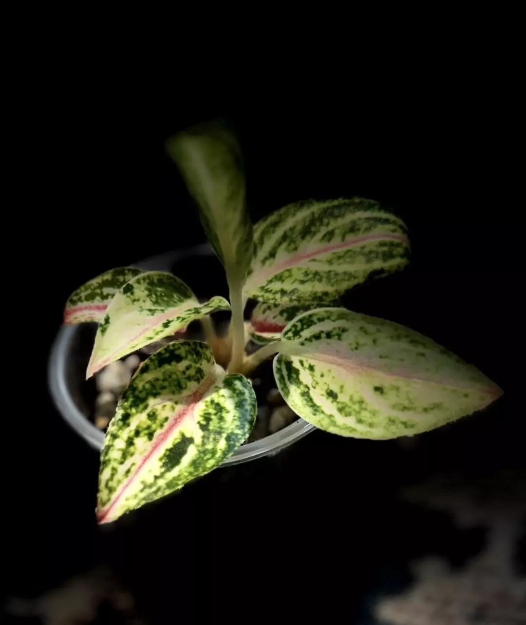 Aglaonema Venus thumbnail