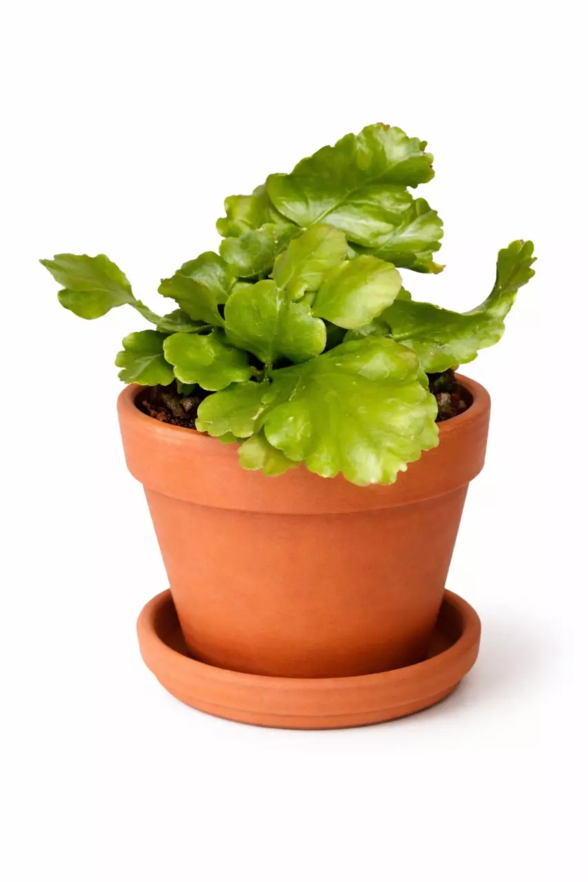 6” Rhipsalis Oblonga thumbnail