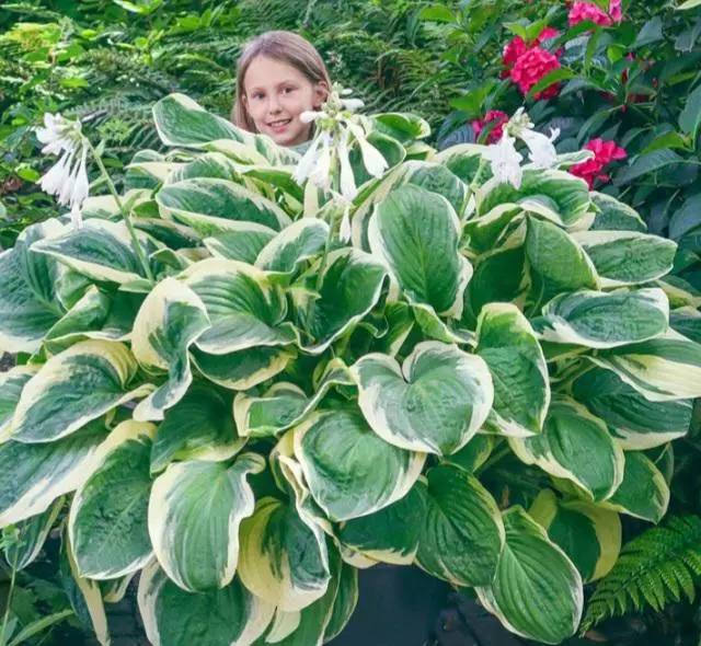 Hosta diana remembered thumbnail