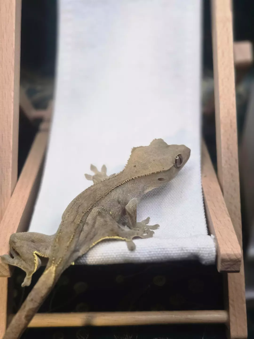 50% het axanthic phantom thumbnail