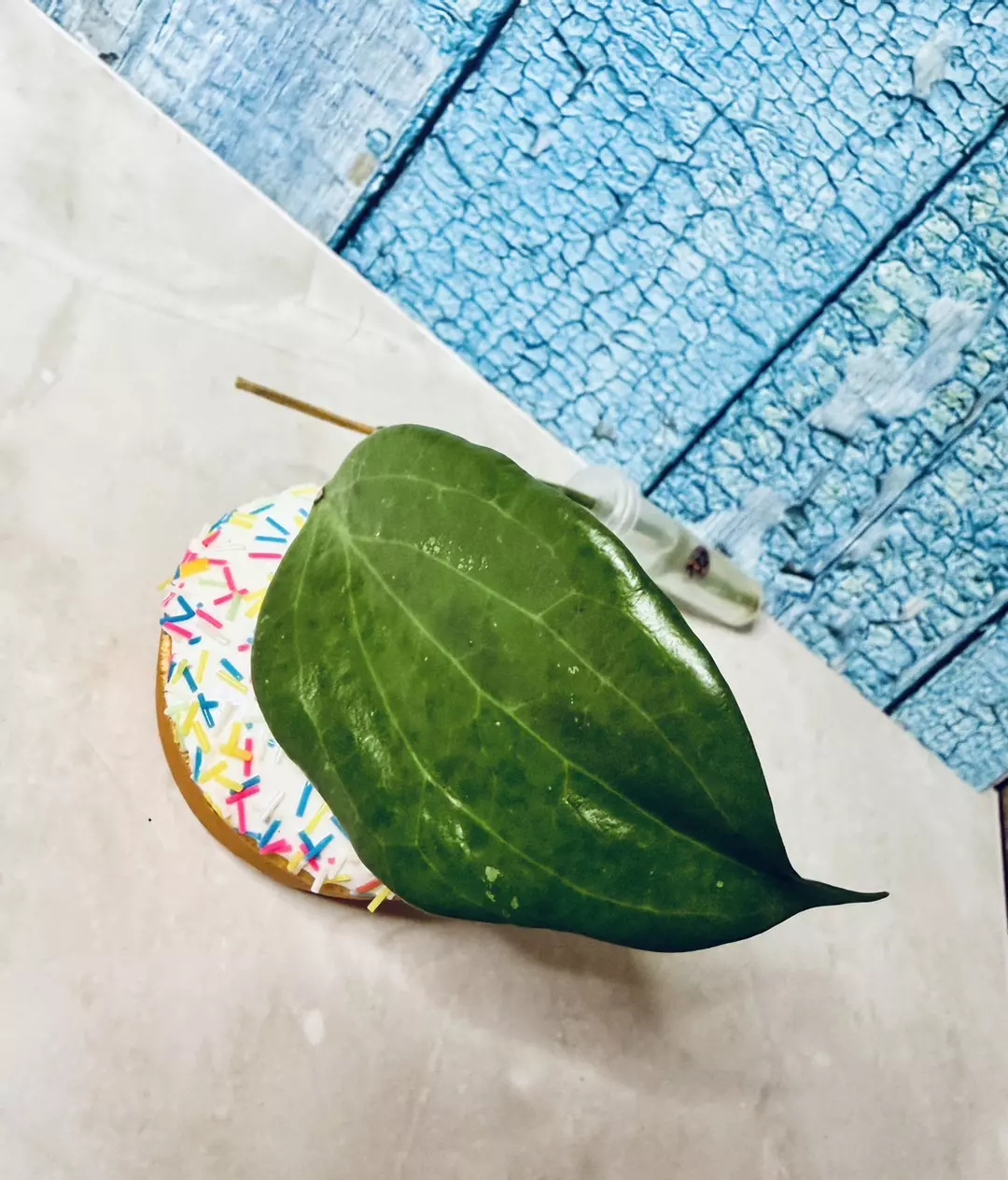 Hoya Quinquenervia thumbnail