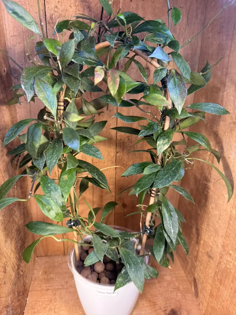 +Add-On Hoya ‘Rachel’ thumbnail