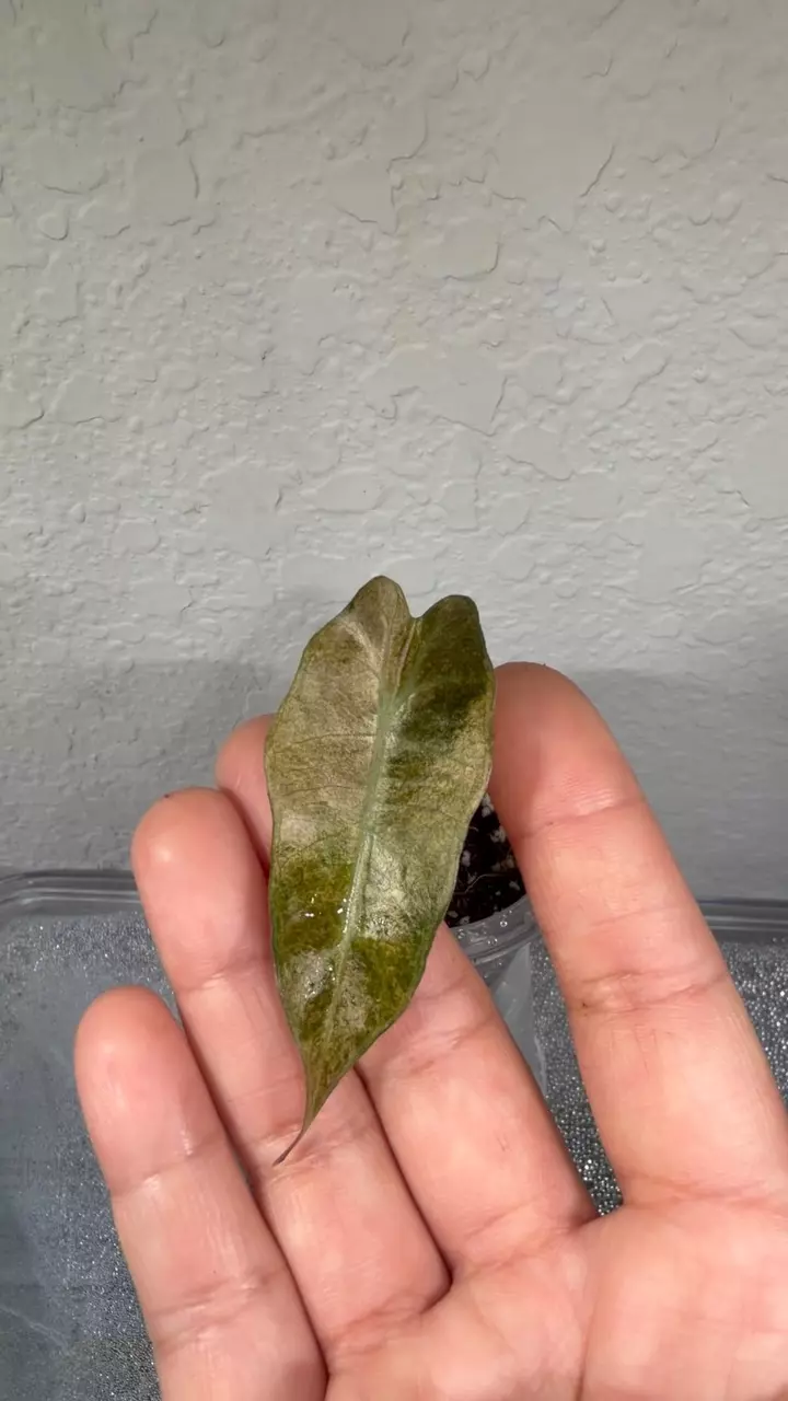 Amazónica Áurea Splash thumbnail