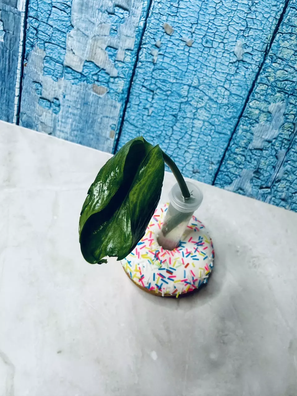 Shangri-La Pothos thumbnail