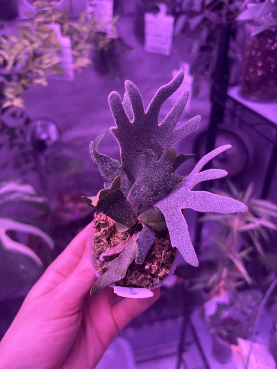 Platy Bacteria thumbnail