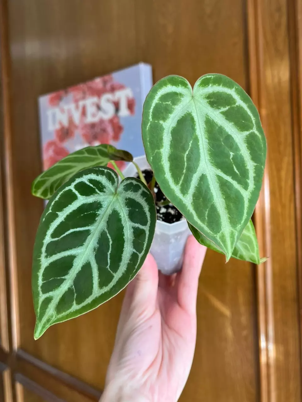 Silver Blush Mint thumbnail