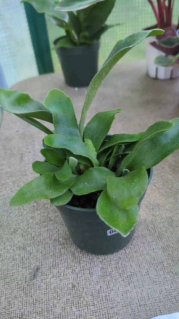 869 Platycerium bifurcatum thumbnail