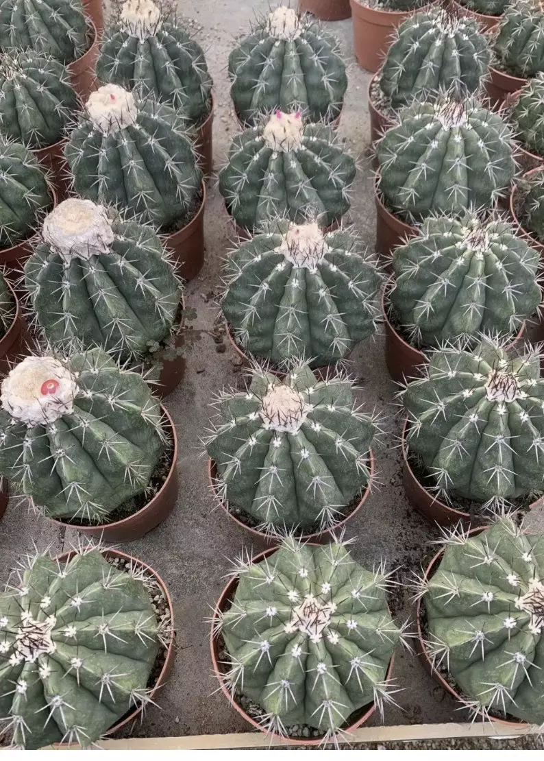 Melocactus Maxalianus 10 seeds thumbnail