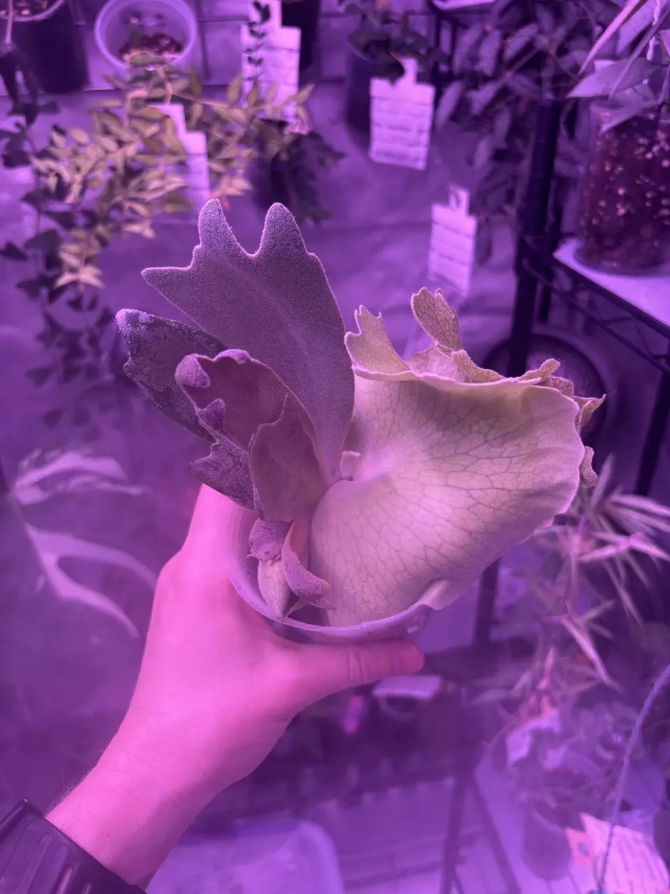 Platy White Rose thumbnail