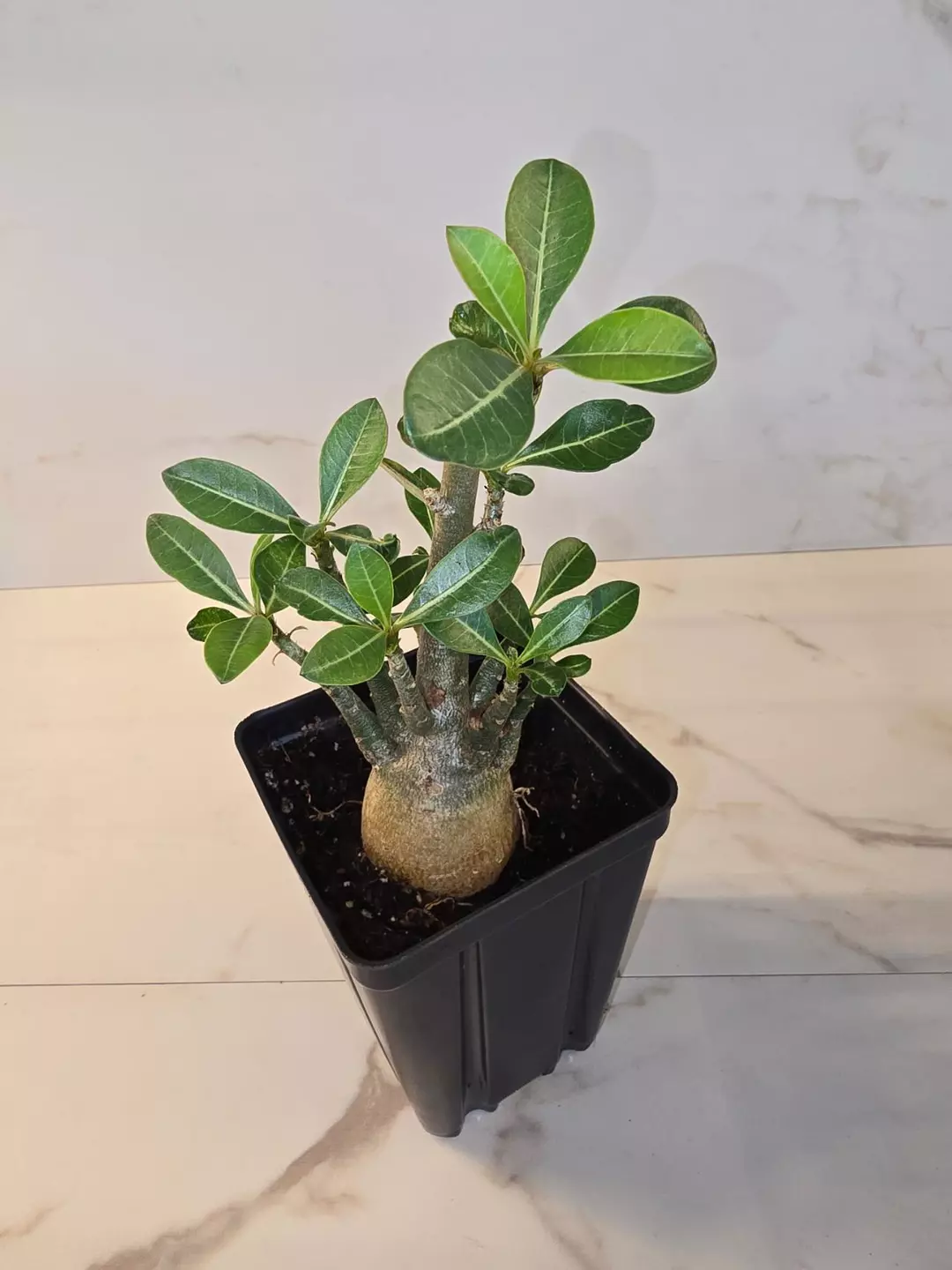 Dessert Rose thumbnail