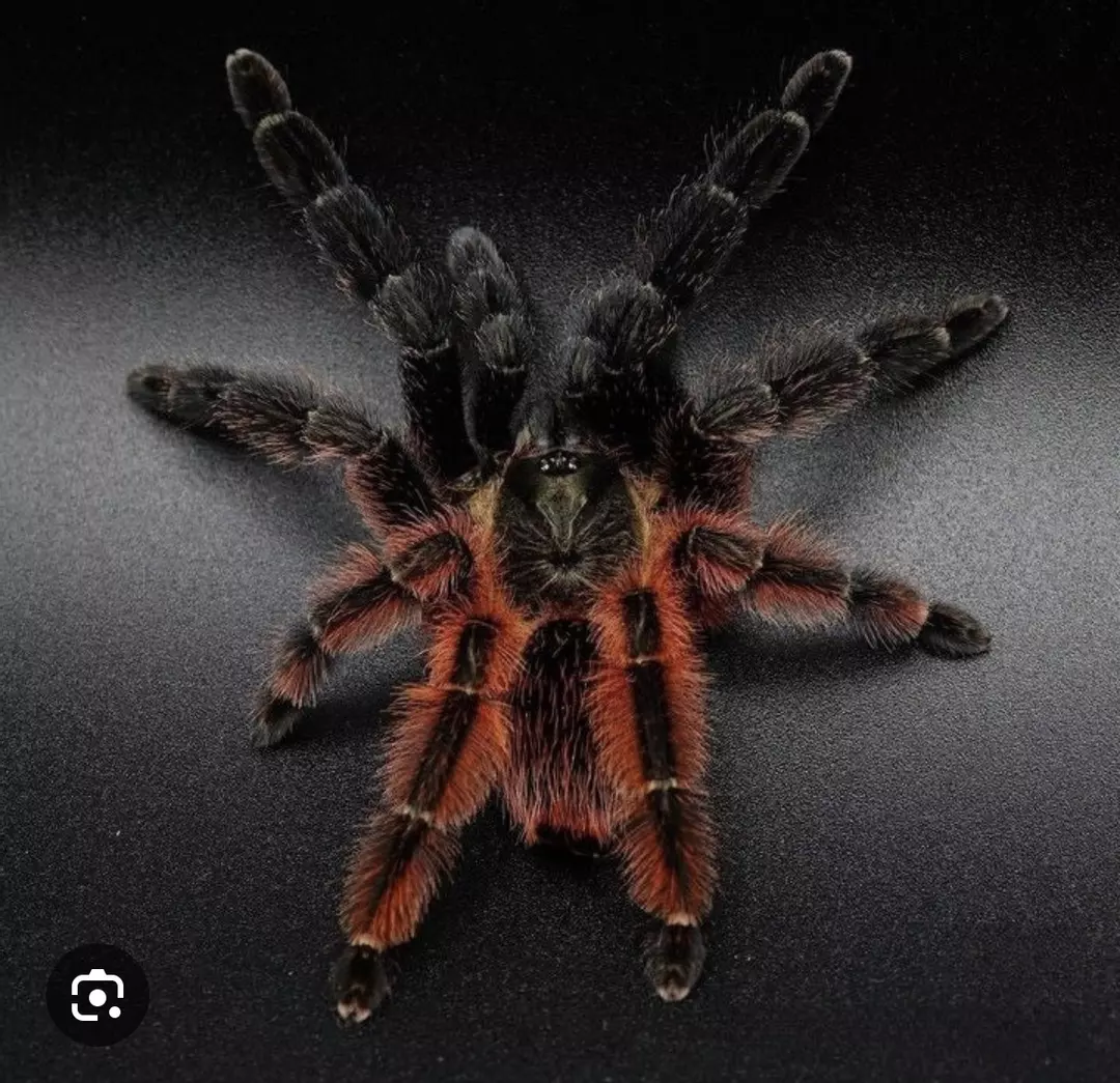 Darth maul 5” thumbnail