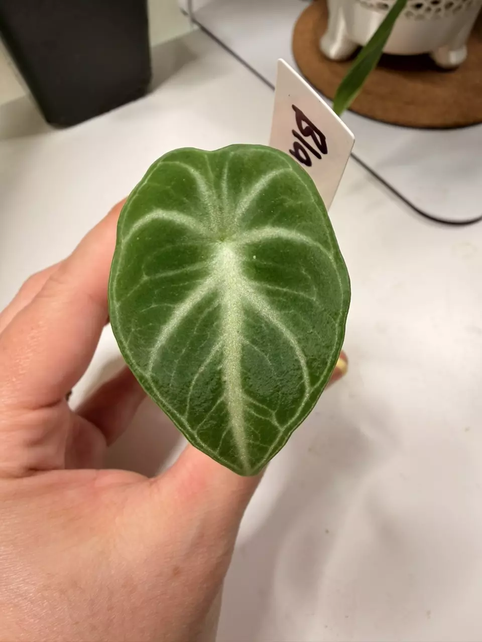 Alocasia Black Velvet - Corm Grown thumbnail