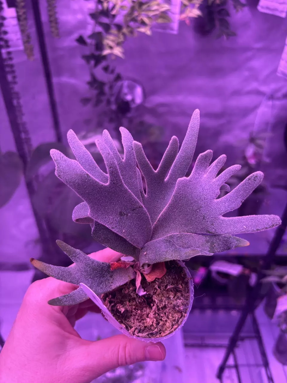 willinckii bacteria thumbnail