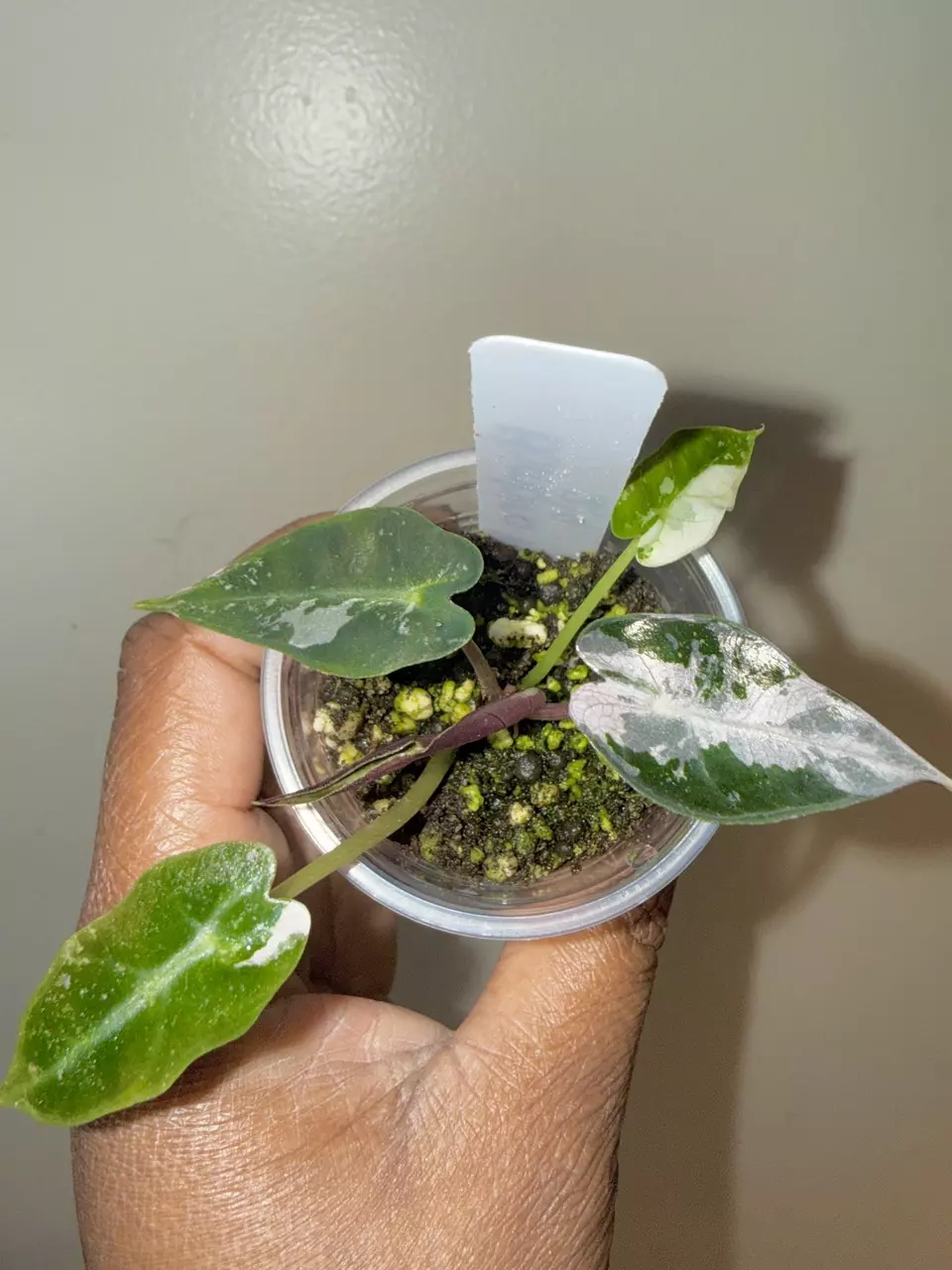 🌿 Alocasia Pink Bambino! 🌿 thumbnail