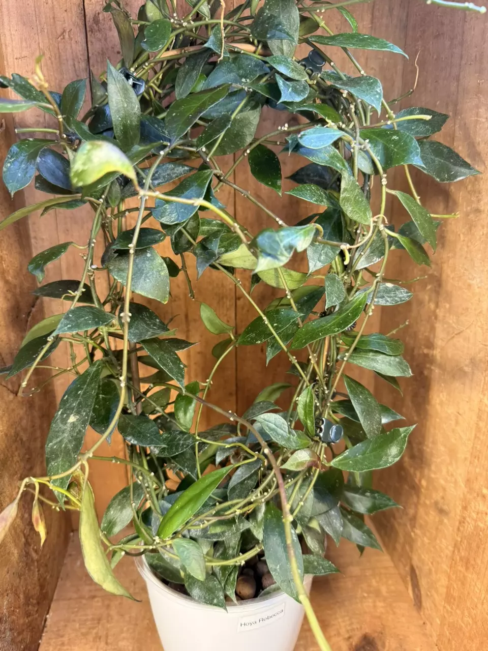 +Add-On Hoya ‘Rebecca’ thumbnail