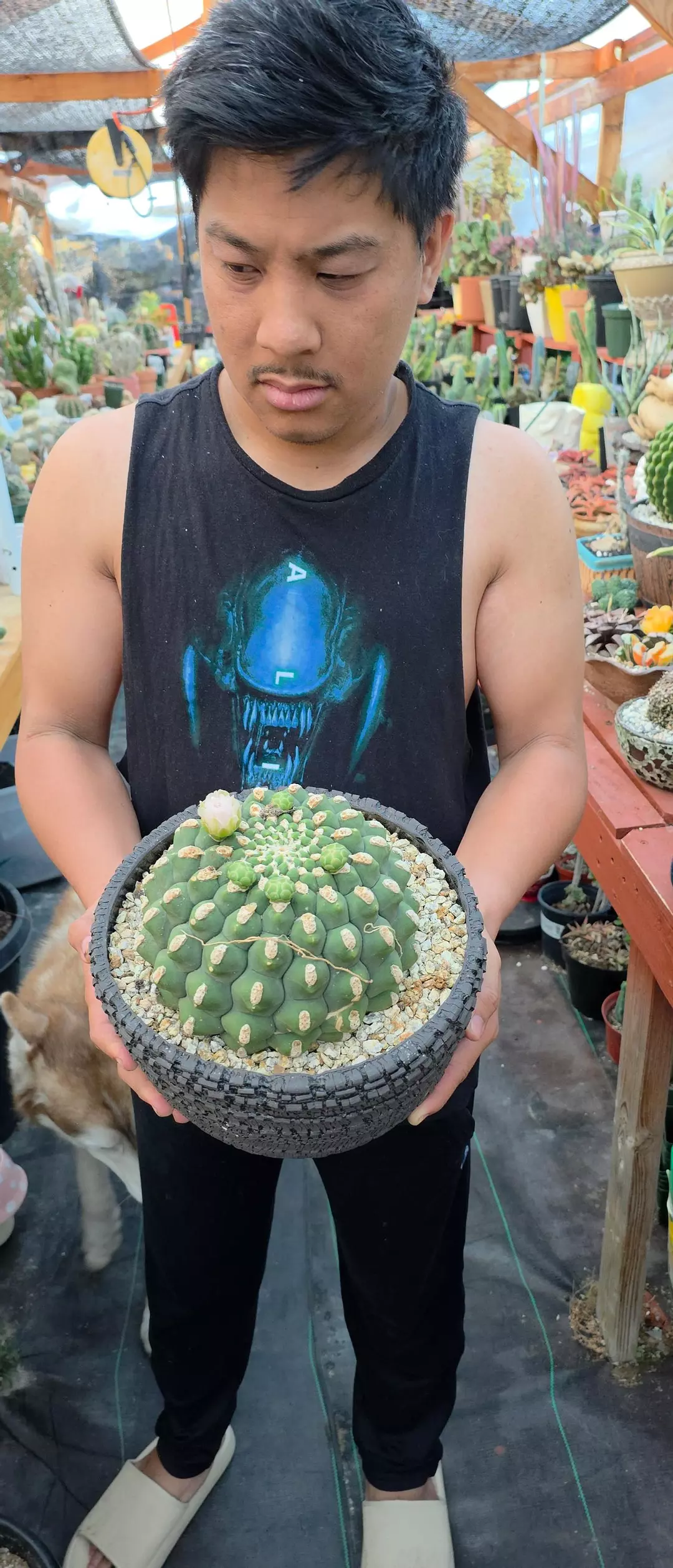 GYMNOCALYCIUM SAGLIONIS INERMIS thumbnail