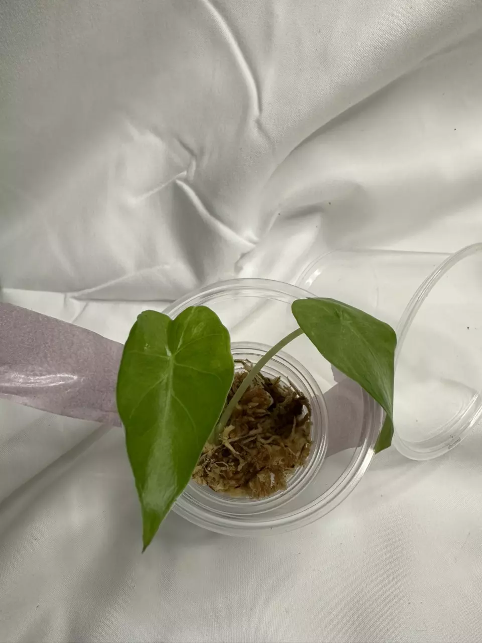 0084 Alocasia NOID thumbnail